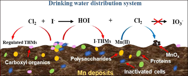 Coftec - Formation of THM's from Mn deposits in a drinking water distribution system (Yu et al., 2021).