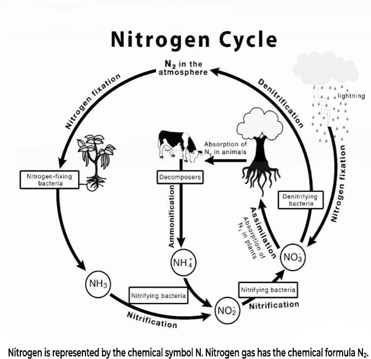 Nitrogen Cycle and Nitrate Monitoring in Lakes and Rivers in Ireland